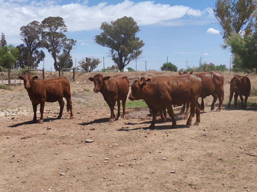 4 Bedroom Property for Sale in Steynsburg Eastern Cape